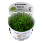 Preview: Eleocharis acicularis 'Mini'/ Zwergnadelsimse 1-2-Grow!