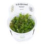 Preview: Bacopa caroliniana/ Carolina-Fettblatt