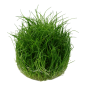 Preview: Eleocharis acicularis 'Mini'/ Zwergnadelsimse 1-2-Grow!