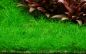 Preview: Eleocharis acicularis 'Mini'/ Zwergnadelsimse 1-2-Grow!