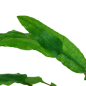 Preview: Cryptocoryne wendtii 'Green'/ Grüner Wasserkelch 1-2-Grow!