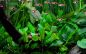 Preview: Cryptocoryne wendtii 'Green'/ Grüner Wasserkelch 1-2-Grow!