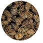 Preview: Hobby Alder Cones/ Schwarzerlenzapfen