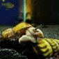 Preview: Herkules-Turmdeckelschnecke / Brotia herculea