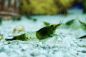 Preview: Green Rilli Garnele - Neocaridina davidi "Green Rilli"