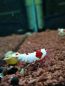 Preview: Red Bee Garnele - Caridina logemanni 'Red Bee'