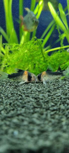 Preview: Adolfos Panzerwels/ Corydoras adolfoi