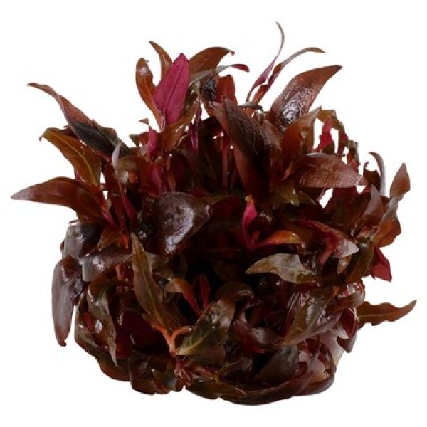 Alternanthera reineckii 'Mini'/ Mini Papageienblatt