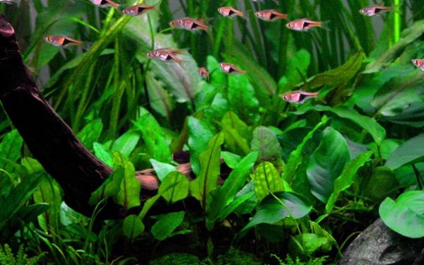 Preview: Cryptocoryne wendtii 'Green'/ Grüner Wasserkelch 1-2-Grow!