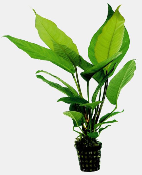 Anubias heterophylla/ verschiedenblättriges Speerblatt