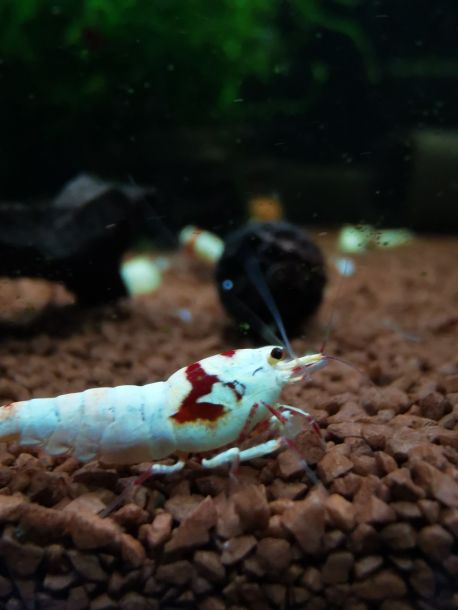 Red Bee Garnele - Caridina logemanni 'Red Bee'