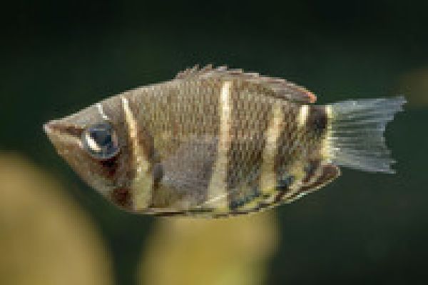 Schokoladen-Gurami - Sphaerichthys osphromenoides