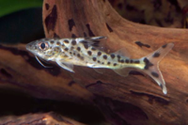 Engelsantennenwels - Pimelodus pictus