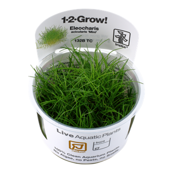 Eleocharis acicularis 'Mini'/ Zwergnadelsimse 1-2-Grow!