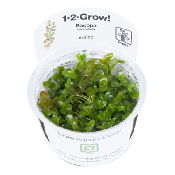 Bacopa caroliniana/ Carolina-Fettblatt