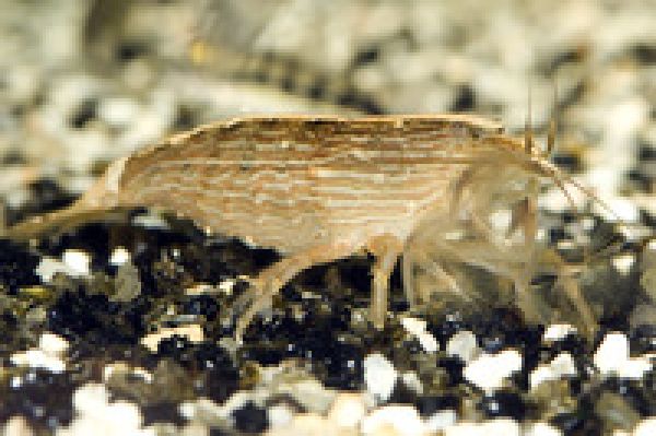 Molukkenfächergarnele - Atyopsis moluccensis