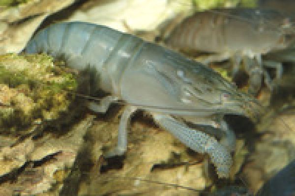Blaue Monsterfächergarnele - Atya gabonensis