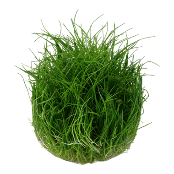 Eleocharis acicularis 'Mini'/ Zwergnadelsimse 1-2-Grow!