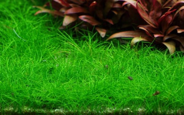 Eleocharis acicularis 'Mini'/ Zwergnadelsimse 1-2-Grow!