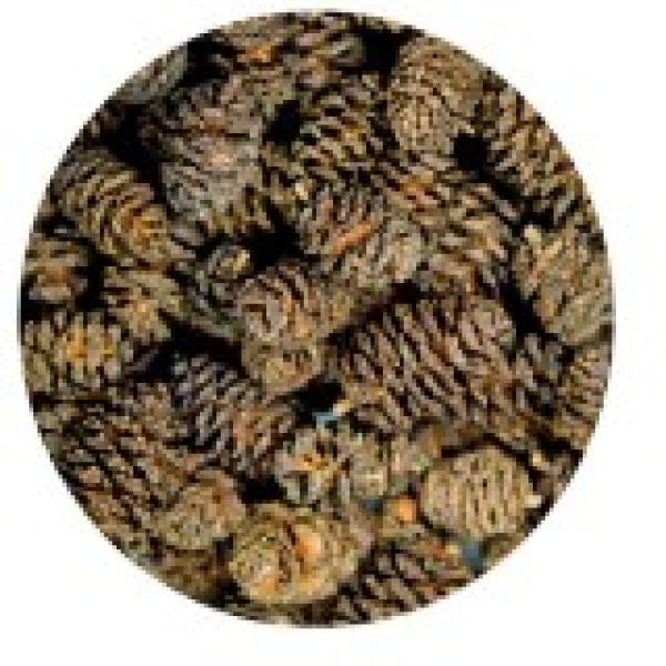 Hobby Alder Cones/ Schwarzerlenzapfen