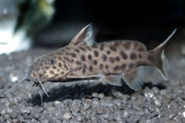 Poll´s Kuckucks-Fiederbartwels - Synodontis polli
