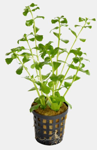 Bacopa monerii/ das kleine Fettblatt Topf