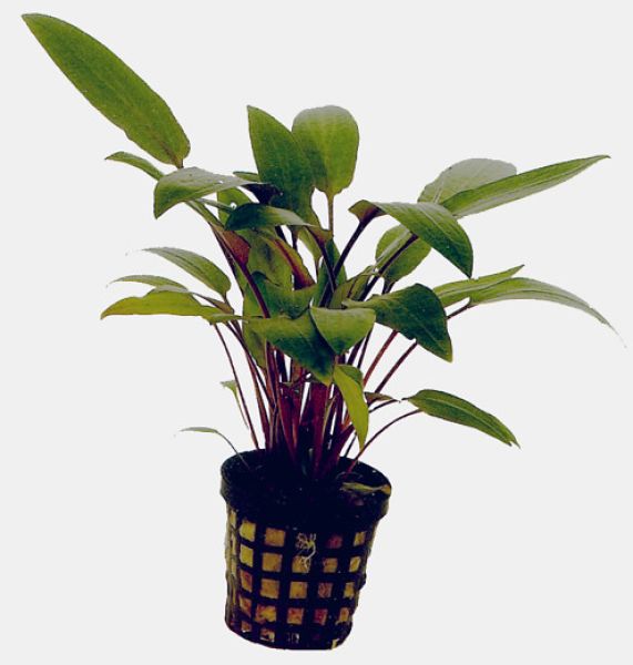 Cryptocoryne becketti/ Becketts Wasserkelch Topf
