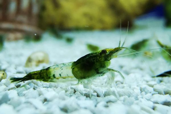 Green Rilli Garnele - Neocaridina davidi "Green Rilli"
