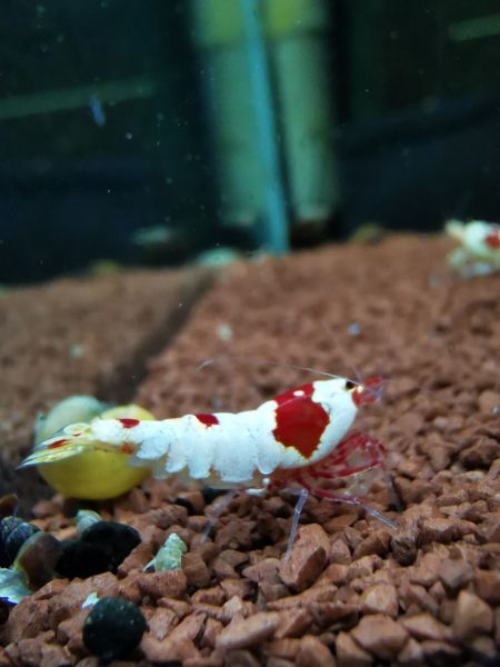 Red Bee Garnele - Caridina logemanni 'Red Bee'