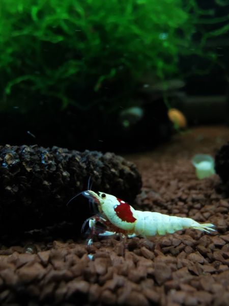 Red Bee Garnele - Caridina logemanni 'Red Bee'