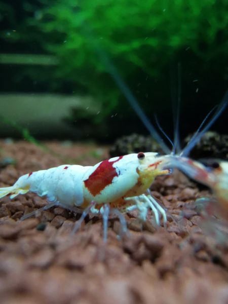 Red Bee Garnele - Caridina logemanni 'Red Bee'