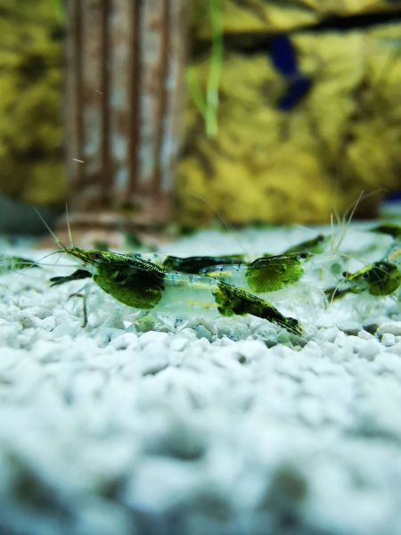 Green Rilli Garnele - Neocaridina davidi "Green Rilli"