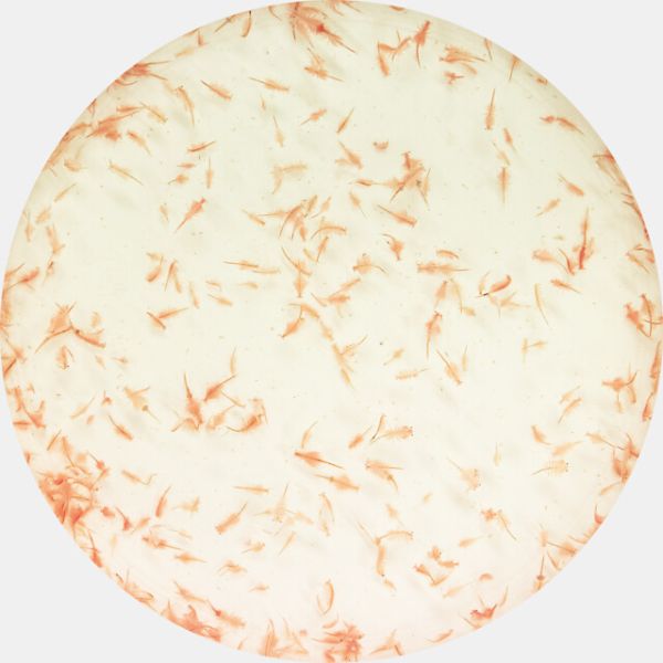 Lebendfutter Artemia 90ml Beutel
