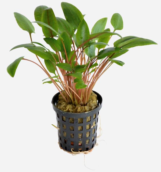 Cryptocoryne wendtii grün/ Grüner Wasserkelch Topf