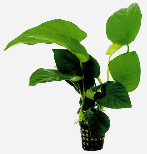 Anubias barteri/ Breitblättriges Speerblatt Topf